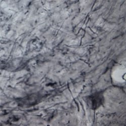 P2X6/P2RX6 Antibody - Azide and BSA Free, Novus Biologicals 0.1 mg; Unconjugated:Antibodies,